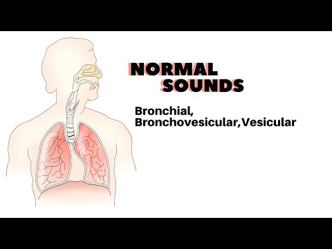 three normal sounds of the lung (Bronchial, Bronchovesicular, and vesicular)