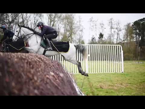 Precious Eleanor (FR) - HORSE IN TRAINING - Maresca Sorrento (FR) ex Precious Lucy (FR)