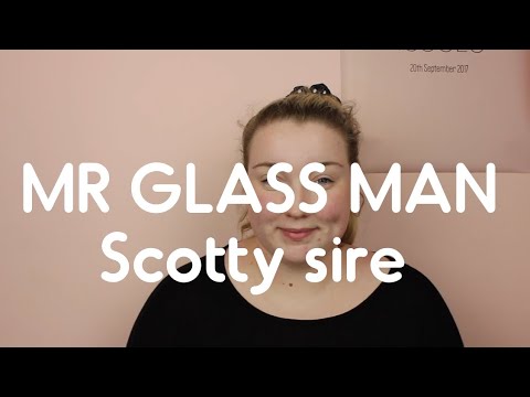 MR GLASS MAN - SCOTTY SIRE (cover)