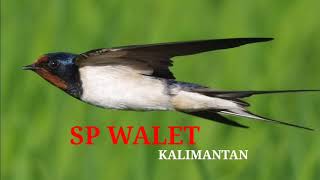 Download lagu SUARA BURUNG WALET MP3 | SP ANAKAN | WALET TV mp3 Download lagu SUARA BURUNG WALET MP3 | SP ANAKAN | WALET TV mp3