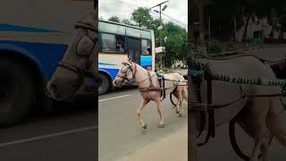 Download lagu aattama therottama # horse# running# Captain Prabhakaran# Ilayaraja#songs mp3