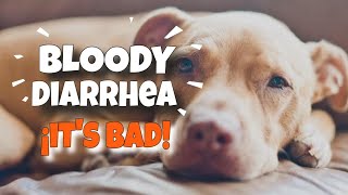 DOES Your DOG Have BLOODY Diarrhea? 🐶💩(Acute Hemorrhagic Diarrhea)