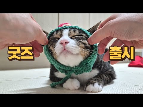 국내최초! 제약회사에서 굿즈 만들어준 고양이! 게보린X개보름 굿즈 공개합니다