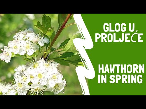 Kako prepoznati glog u proljeće / How to identify hawthorn in spring