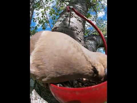 Yet Another Dove Dumping Seeds To Forage On The Ground Later