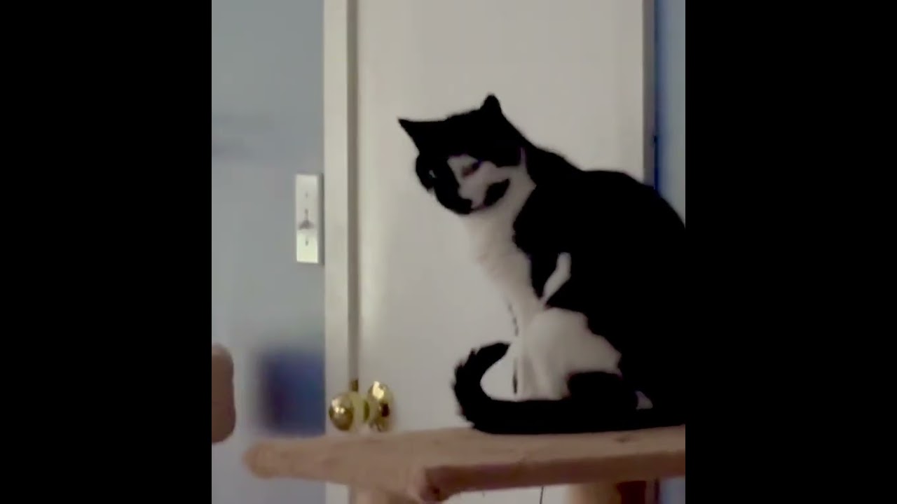 Enlarge Mystique--No Adoption Fee!, a Adoptable American Shorthair in Danbury, CT video 6/6