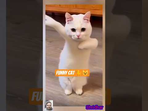 funny cat 🐈😺 #trending #funny #viralvideo #shorts #song