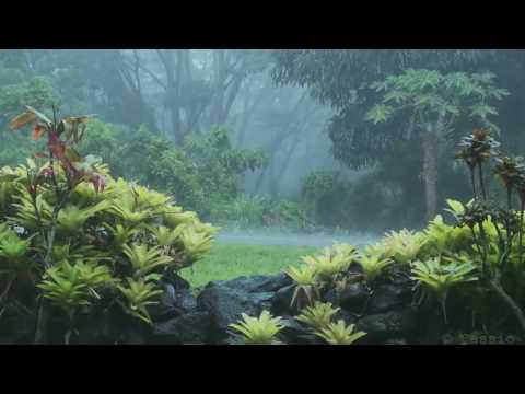 Paisaje Sonoro #1 - LLUVIA EN EL BOSQUE (432 Hz)