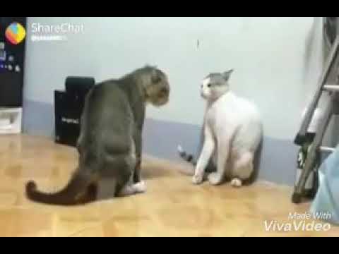 Cate fight Made by Harinder Gujjar