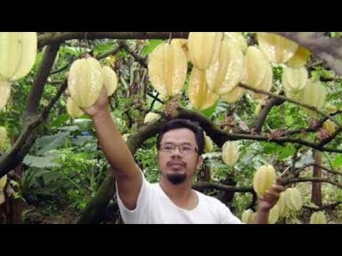 Saya berpacaran dengan seorang pria tapi penis kecil Obat untuk meningkatkan potensi herbal