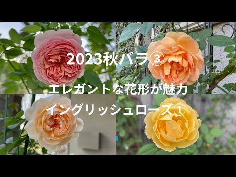 イングリッシュローズ「エイブラハム・ダービー」 植物