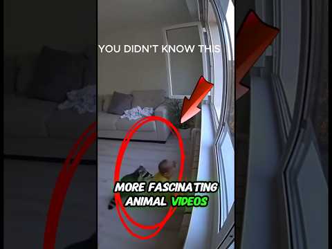 Why Raccoons ‘Wash’ Their Food 🦝 (The Truth Will Surprise You!)