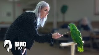 Working With Other Peoples Parrots | BirdTricks Parrot Training WorkShops &amp; MasterClasses