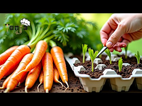 Posadite mrkvu ovako i imat ćete bogat urod + prirodno gnojivo za mrkvu!