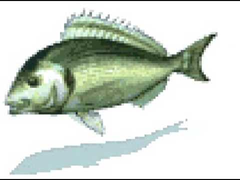 LA CUMBIA DEL PESCADITO  - Grupo Tormenta de Chiclayo - Cumbia Peruana.