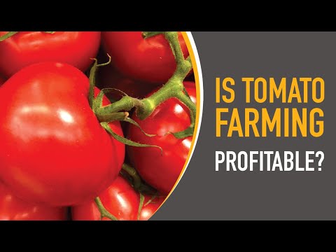 Is Potato Farming Profitable