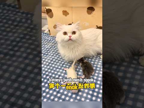 si babu jadi tempat penitipan #catshorts