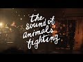 The Sound of Animals Fighting (Partial Set) {4K} @ The Observatory