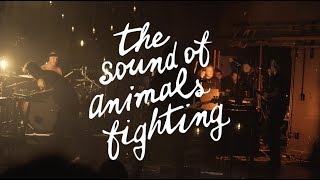 The Sound of Animals Fighting (Partial Set) {4K} @ The Observatory
