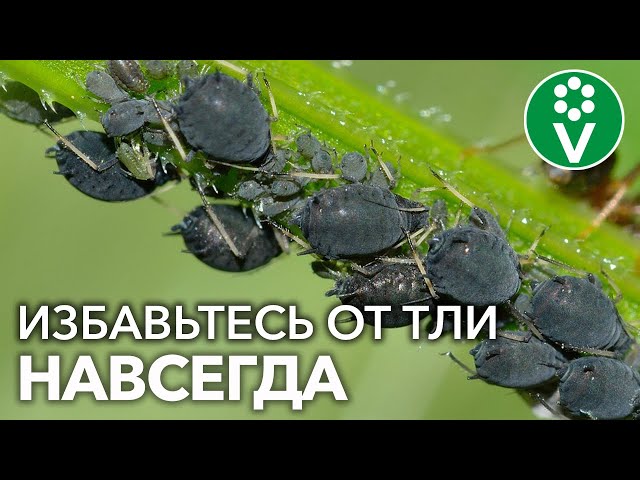 УНИЧТОЖЬТЕ ВСЮ ТЛЮ НА СВОЕМ УЧАСТКЕ! Начните прямо сейчас!