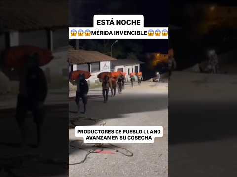 MERIDA - PRODUCTORES DEL PUEBLO LLANO AVANZAN EN SU COSECHA #noticiasdevenezuela