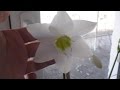 Overview of flowers Беглый обзор по цветочкам 18 02 2015 