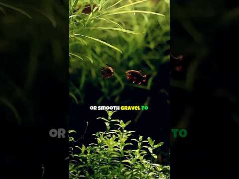 Celestial Pearl Danio Tank Set Up 🐠 Galaxy Rasboras