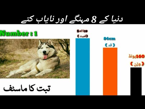 8 most expensive and rare dogs in the world  | info at Zubair