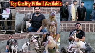 American Pitbull dog - American Pitbull puppies - American Pitbull terrier - MMB pet lover