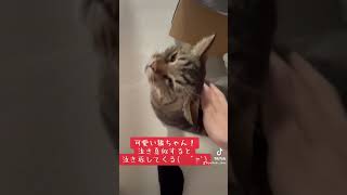 「猫動画」泣き返してくれる猫が愛おしい🐈🥰 #バズれ #shorts