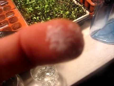 Distilled Water(Pure)  vs. Spring Water(Full of parasites) =(