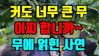 너무 커버린 무 어찌 할까요?무에 얽힌 마음 따뜻한 이야기