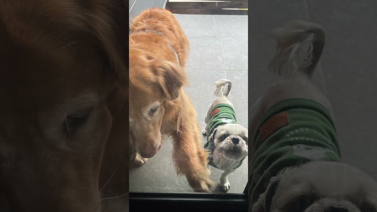 えれなとプウちゃんとTOWAピュアコテージに行ってきました🎡#GraceModemシリーズVI