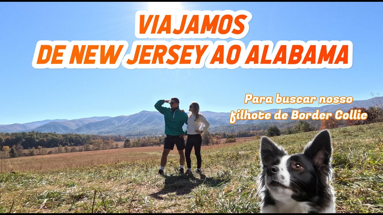 Viajamos de New Jersey ao Alabama para buscar nosso Border Collie Puppy