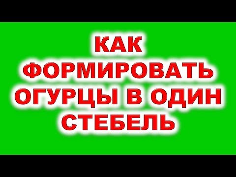 , title : 'Как формировать огурцы в один стебель. Как и чем подвязать огурцы. Уход за огурцами в жару'