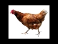 Fable Chicken Song!!! 