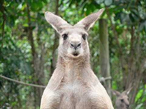 Kangaroo Bruce