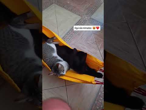 Dois irmãos e melhores amigos Kai e Pedrinho ❤️ #cat #cats #gatos #pets #amigos