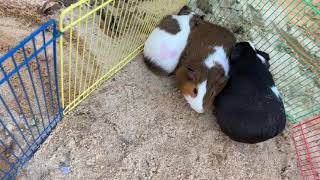 How to tell if your Guinea pig is pregnant