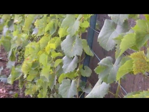 comment traiter oidium