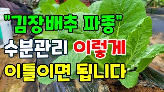 김장 배추 씨앗 파종 해서 발아 잘 되게 키우는 방법 이것으로 해주면 발아율 100% Kimjang Cabb…