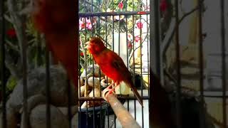 Download lagu 🔴KENARI BLACK RED JUARA NASIONAL #Shorts mp3