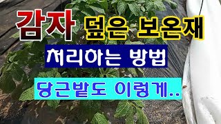[텃밭농부. 1,395]  감자밭 보온재 처리하는 방법.  당근밭도 이렇게 #감자재배 #당근재배
