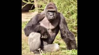 Rockie Gold - Dicks out for Harambe (NightCore Remix)