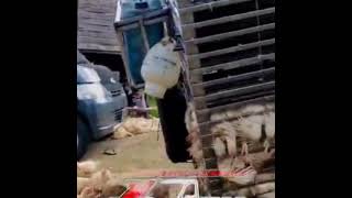 Download lagu ABK.AYAM BALAP KALIMANTAN mp3