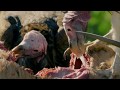 Vulture Cafe