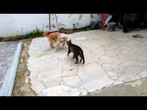 My cat and dog playing around! Morning exercises!