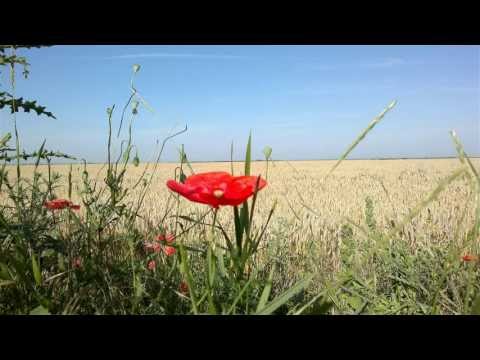 Partos Timis Romania(la orezarii)