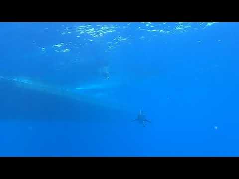 Big Longimanus Shark am Tauchplatz Zabargad Red Sea (Not Attack)