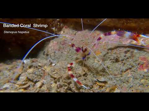 25 Shrimp A - scuba diving video